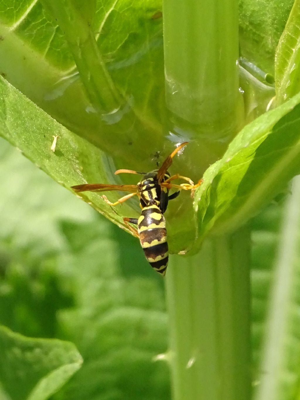 Vespidae: Polistes sp.