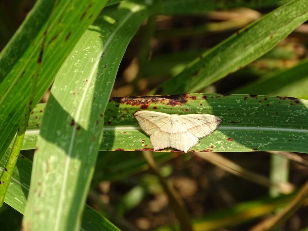 Rhodostrophia vibicaria? No, Timandra comae - Geometridae