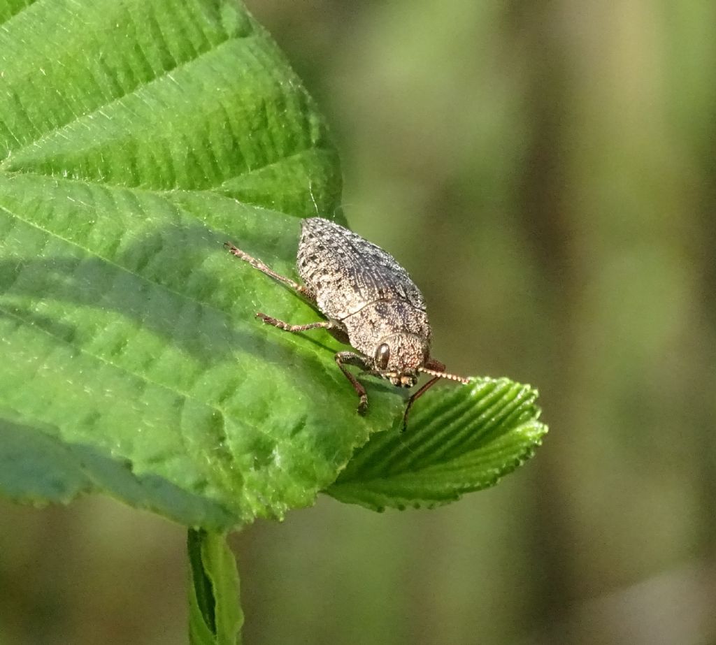 Buprestidae: Dicerca berolinensis? No, D. alni