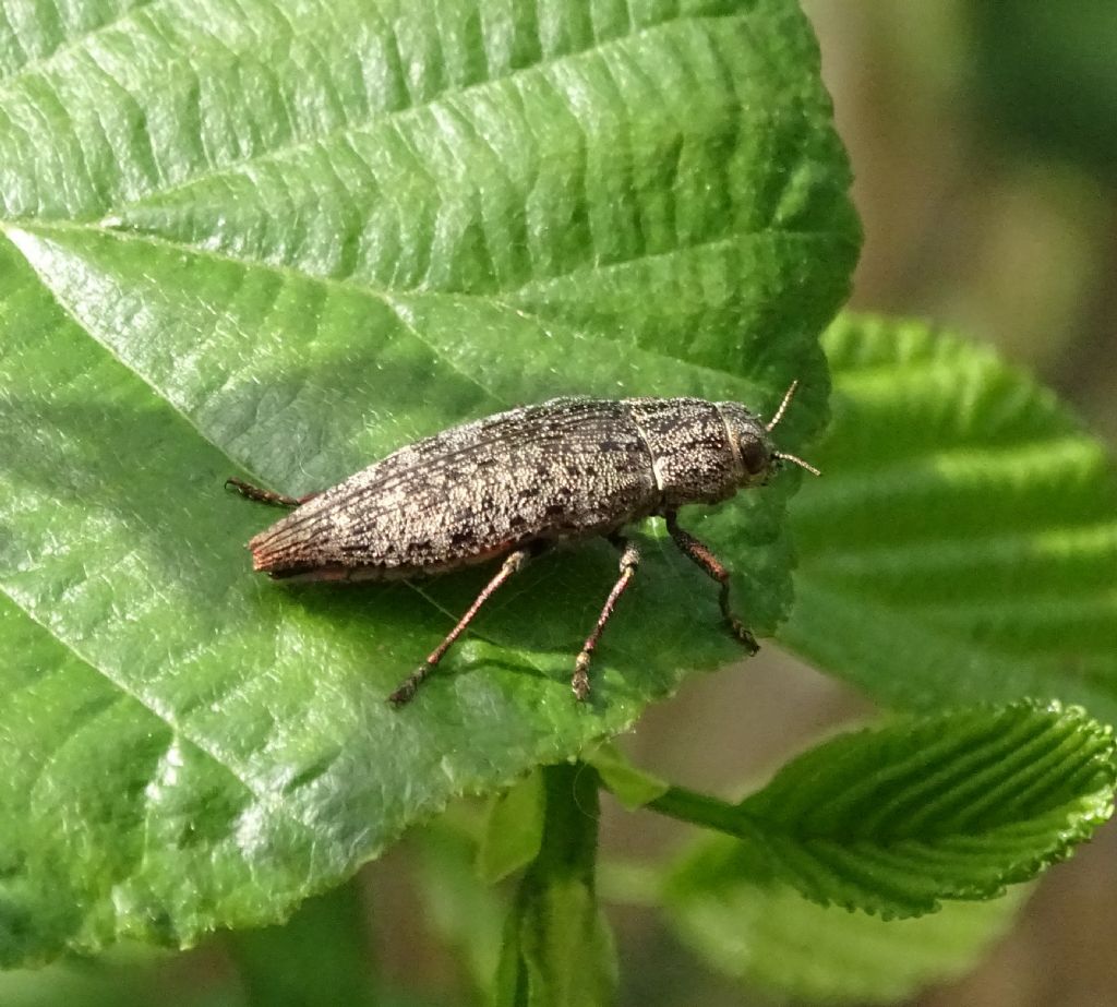 Buprestidae: Dicerca berolinensis? No, D. alni