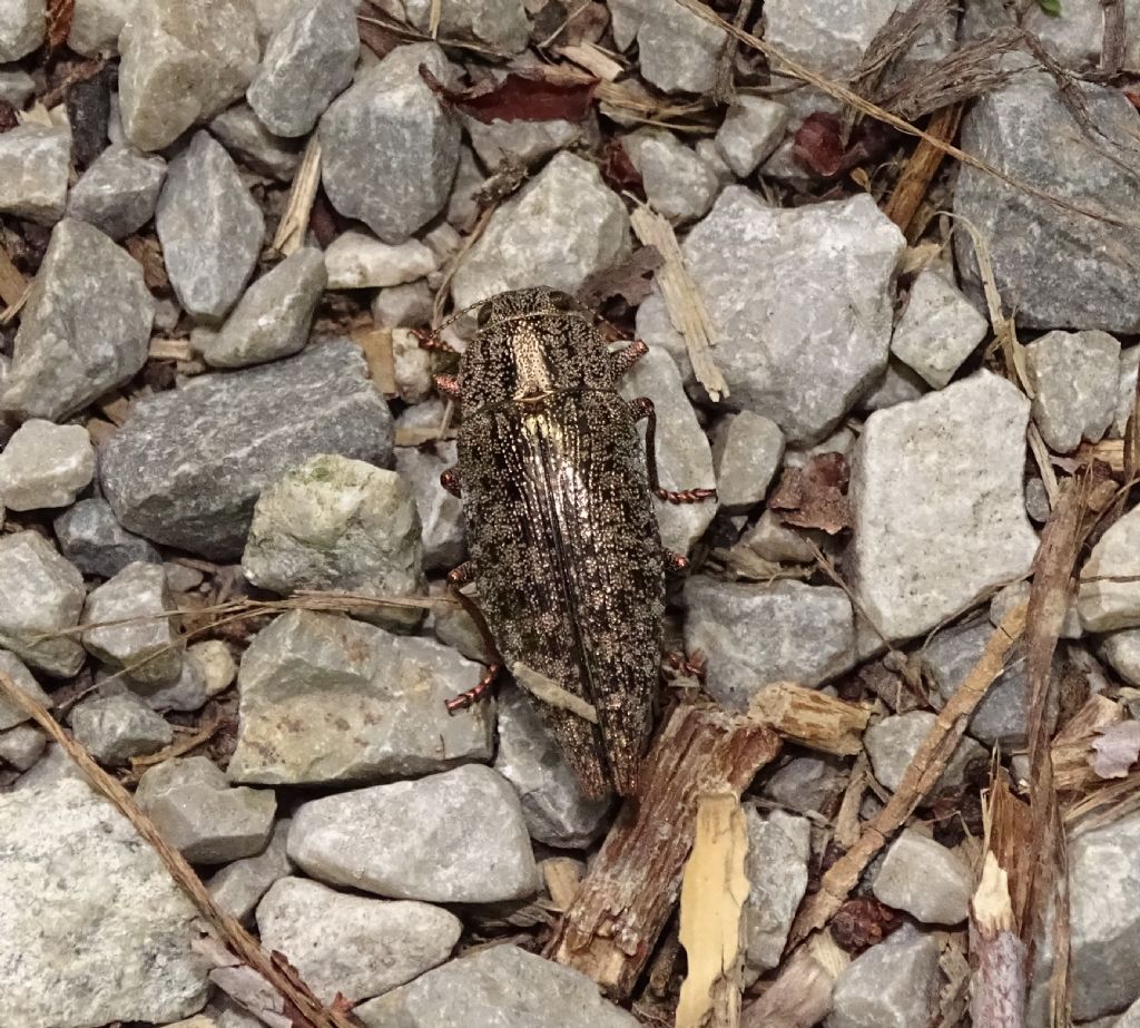 Buprestidae: Dicerca berolinensis? No, D. alni