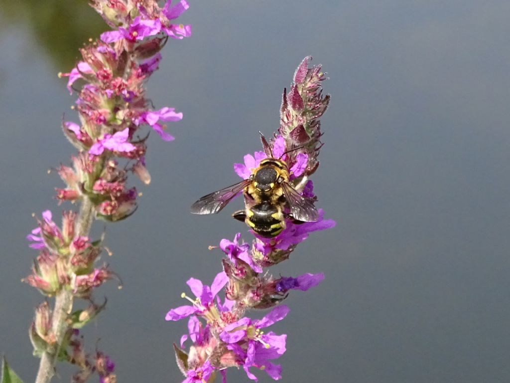 Anthidium florentinum?