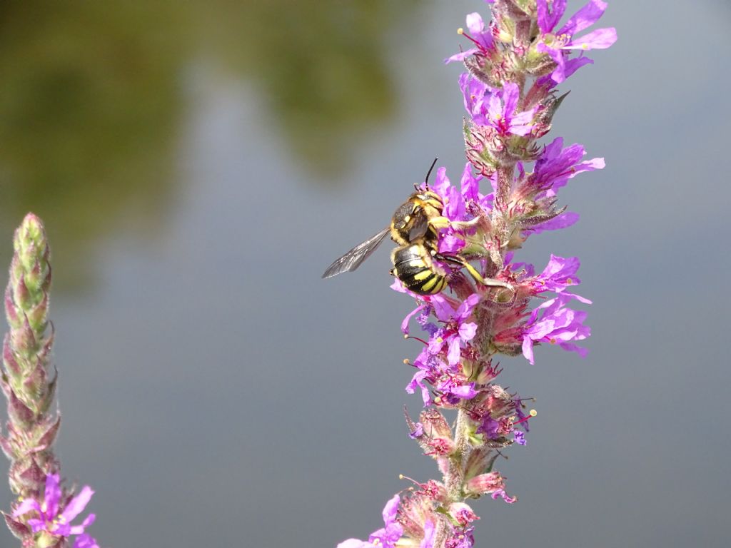 Anthidium florentinum?