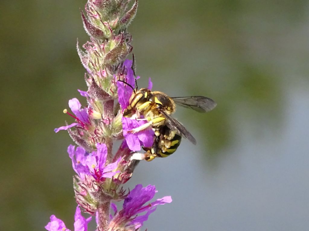 Anthidium florentinum?