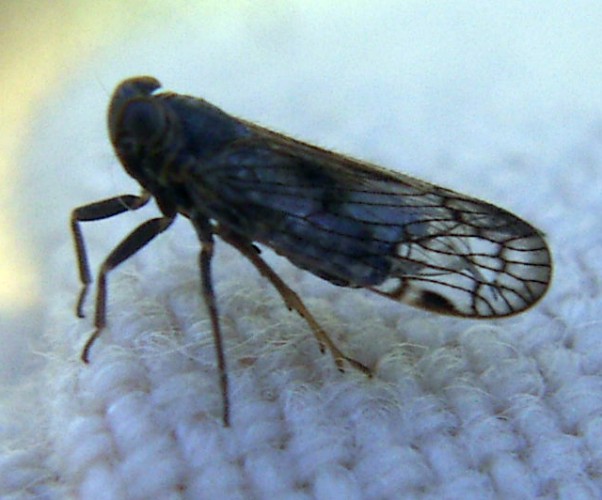 Delphacidae da ID