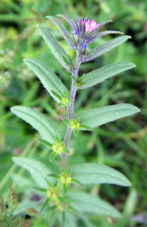 Boraginaceae da ID