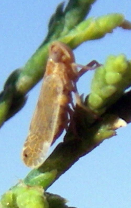 Delphacidae da ID