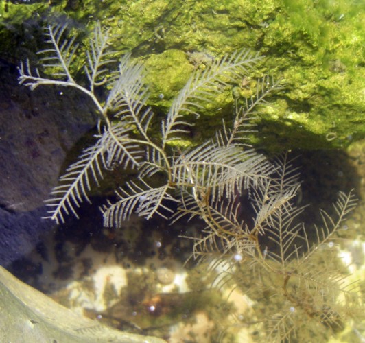 Hydrozoa - Aglaopheniidae