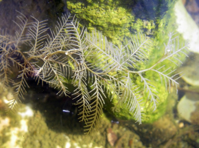 Hydrozoa - Aglaopheniidae