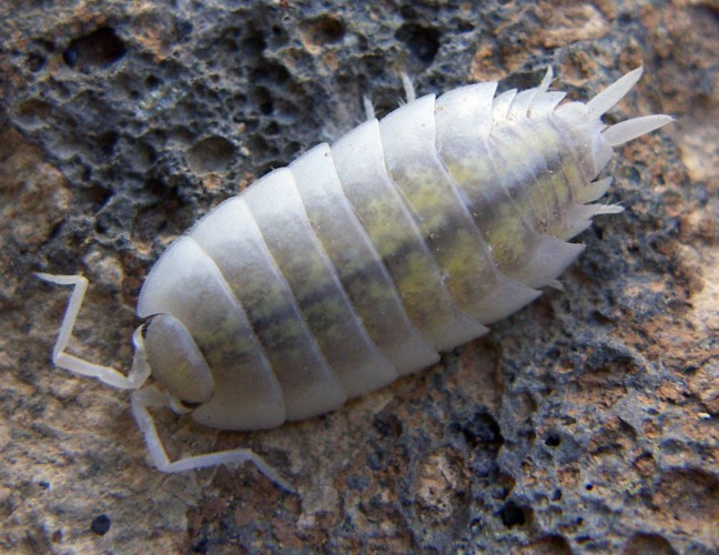 Porcellio sp. da identificare