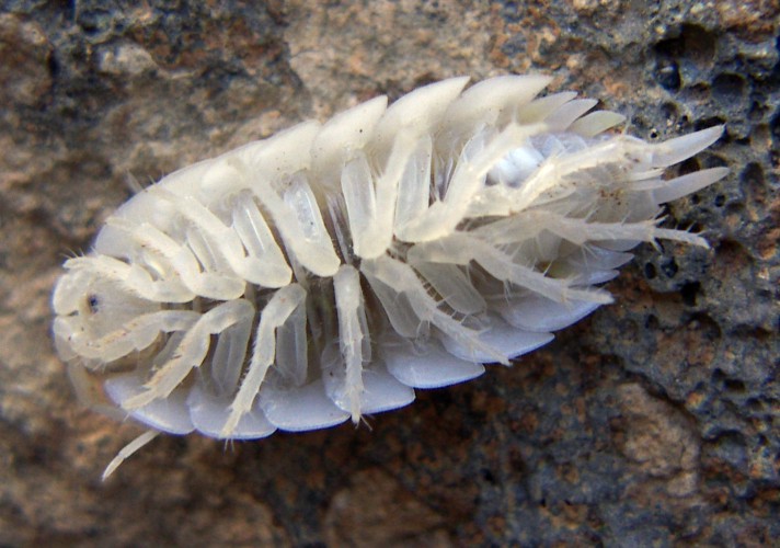 Porcellio sp. da identificare