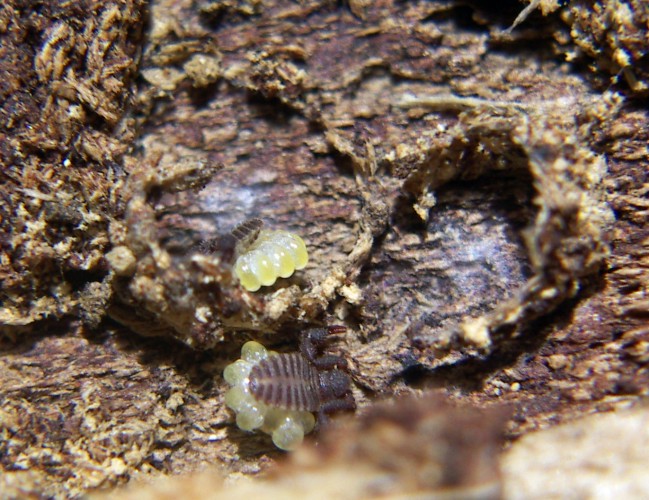 Pseudoscorpionidi da ID