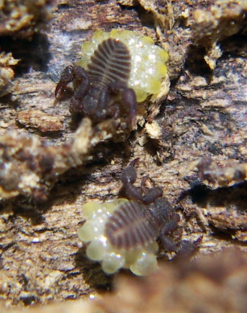 Pseudoscorpionidi da ID