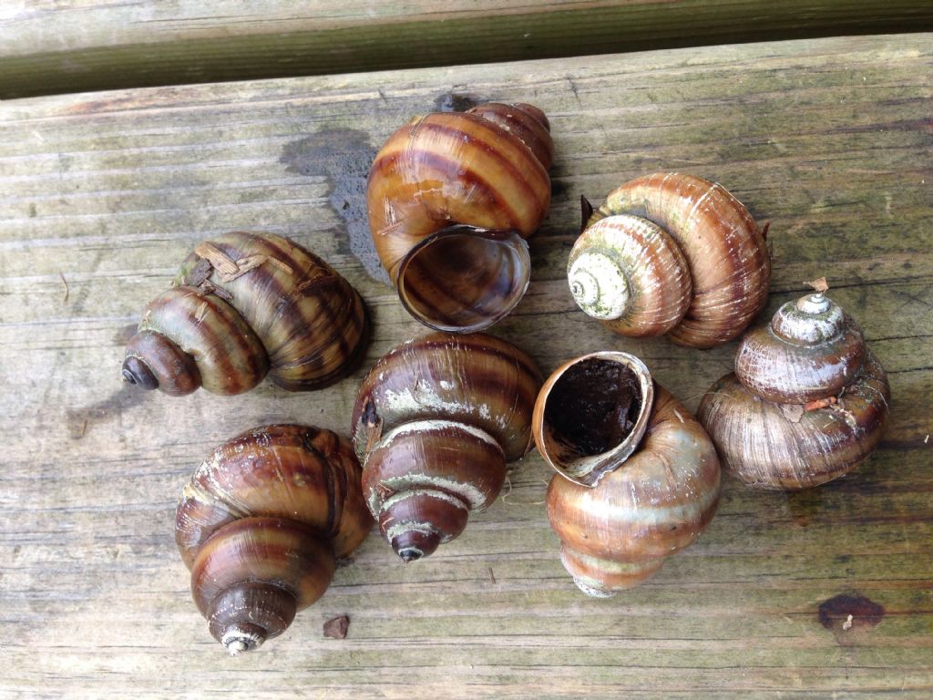 Molluschi dal Lago di Piediluco (Terni)