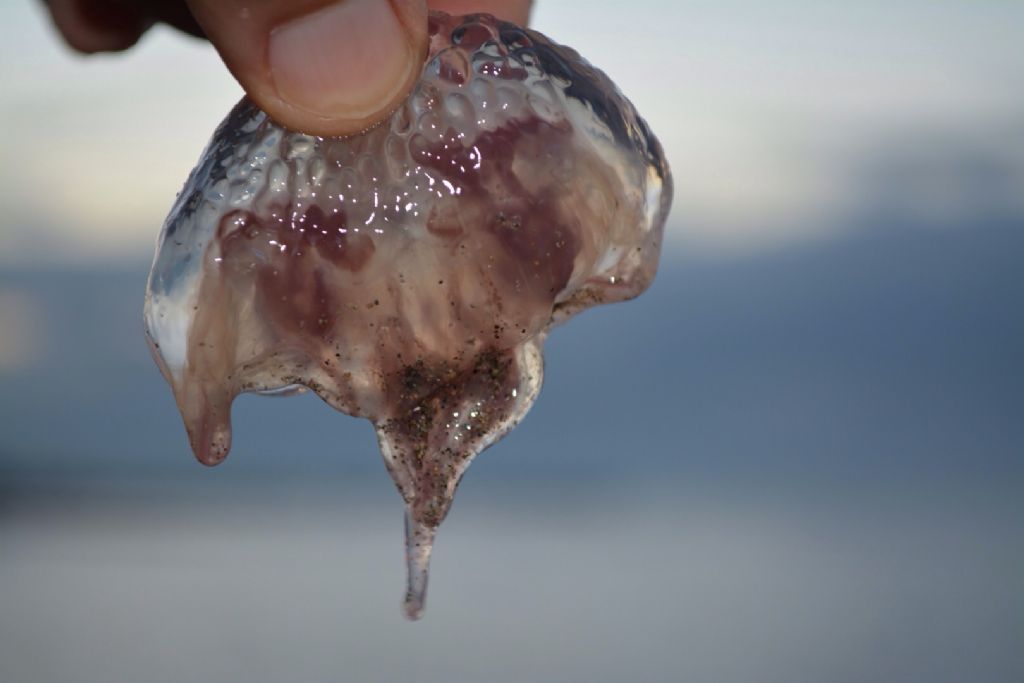 Pelagia noctiluca sulla spiaggia di Ostia