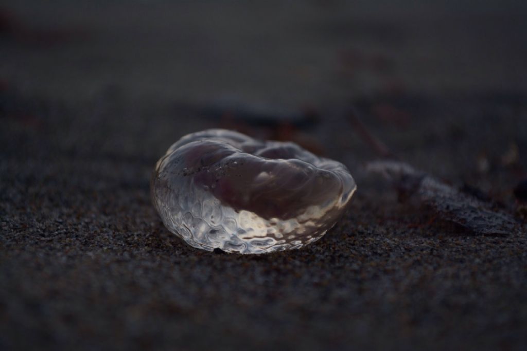 Pelagia noctiluca sulla spiaggia di Ostia