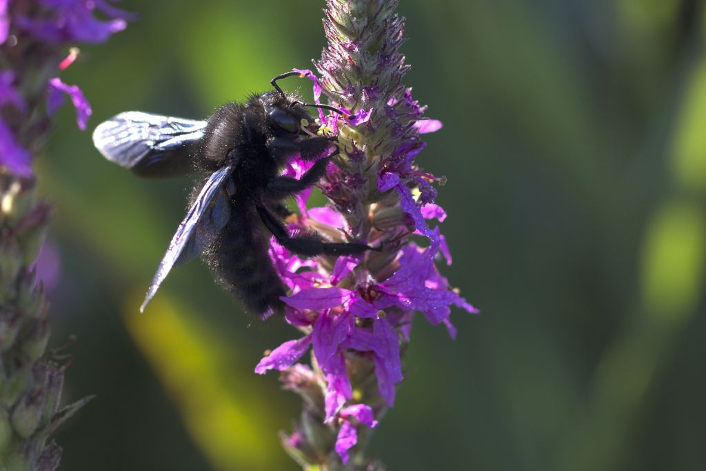 Xylocopa sp.