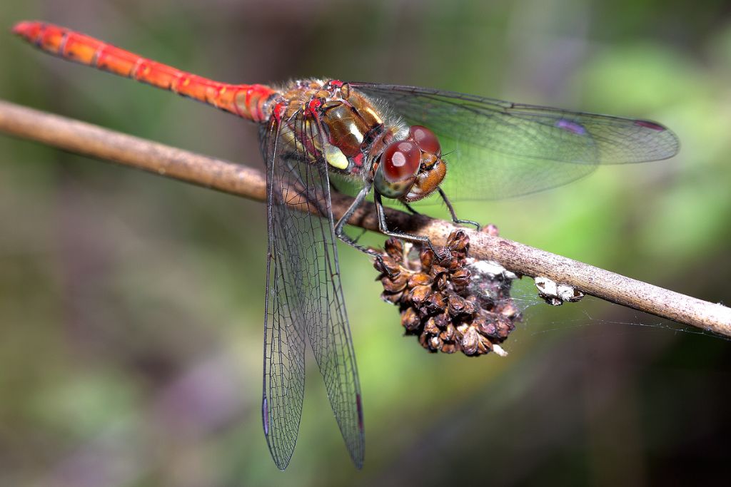 Libellula