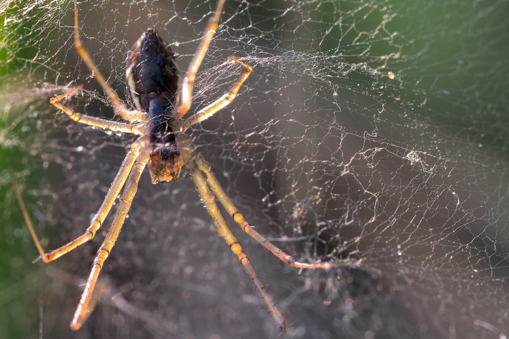 Linyphiidae; Allagelena gracilens