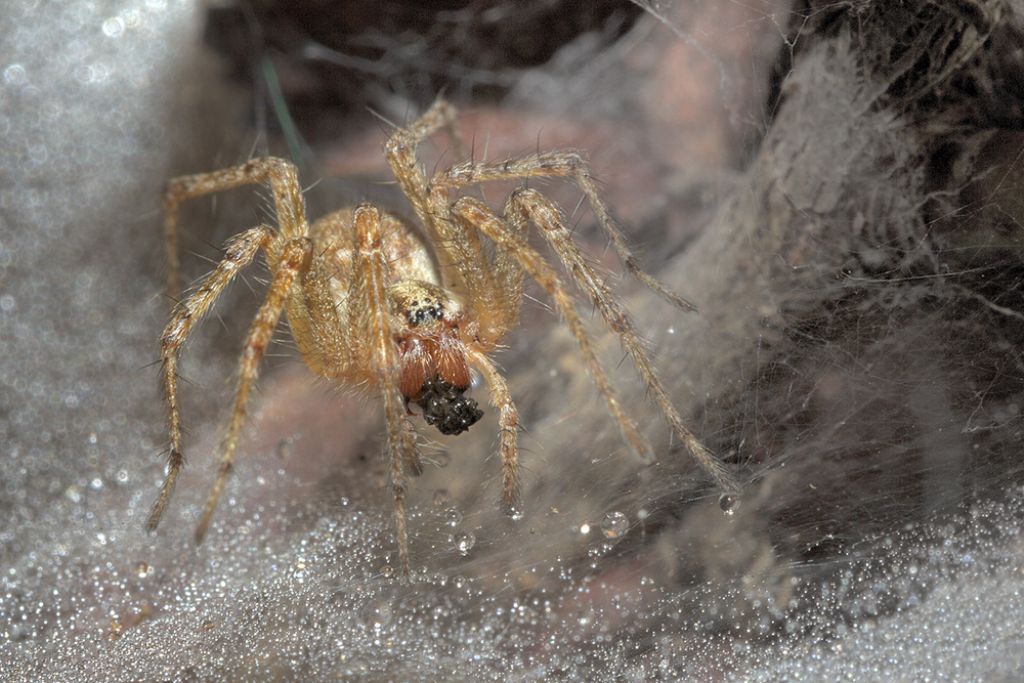 Linyphiidae; Allagelena gracilens