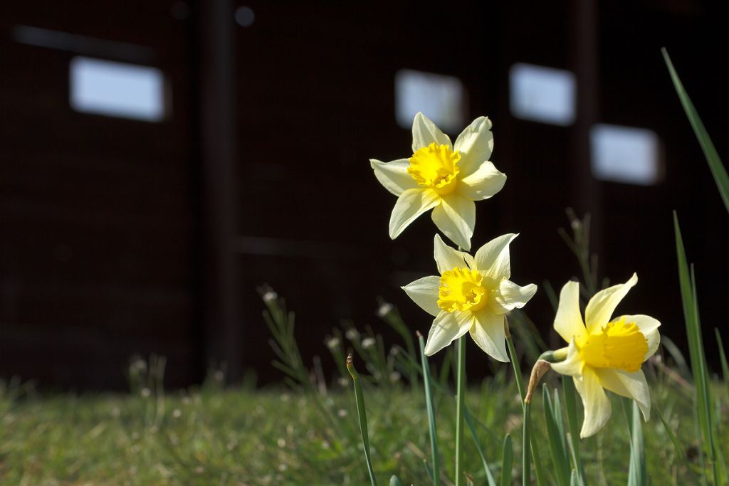 Fiori di primavera - Narcissus sp.