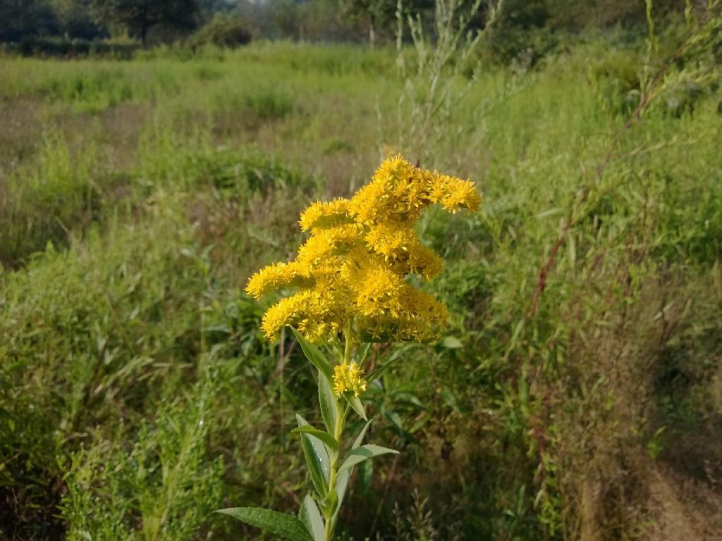 Solidago sp.