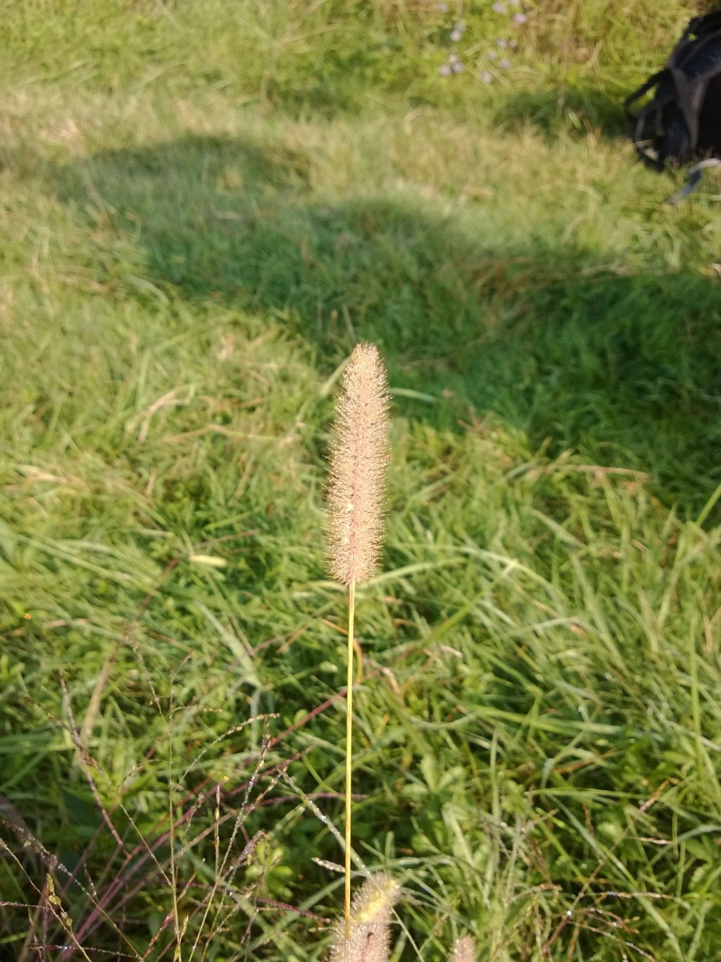 Setaria sp.