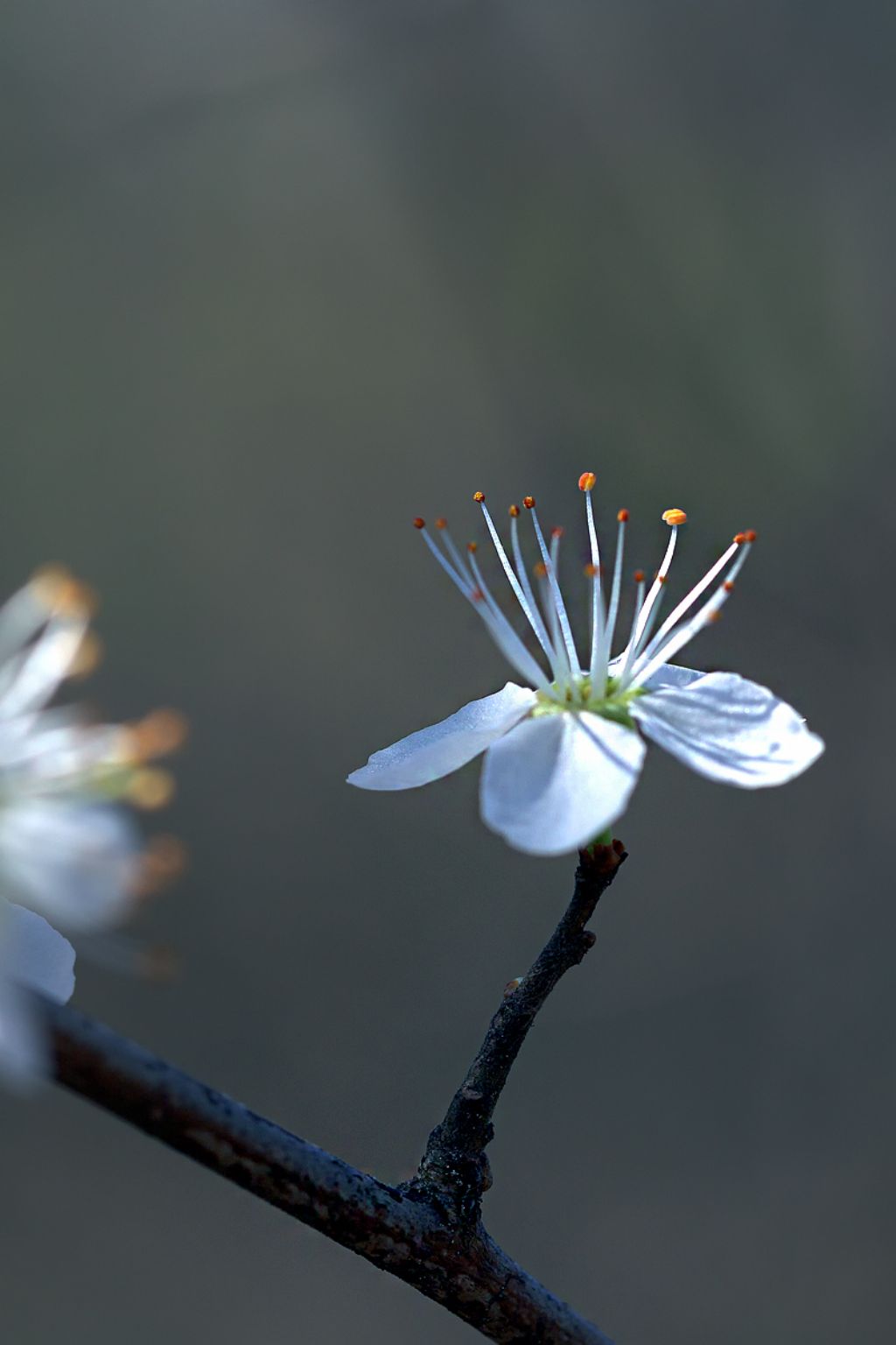 Prunus sp.