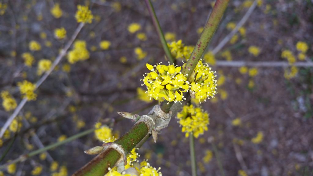 Cornus mas