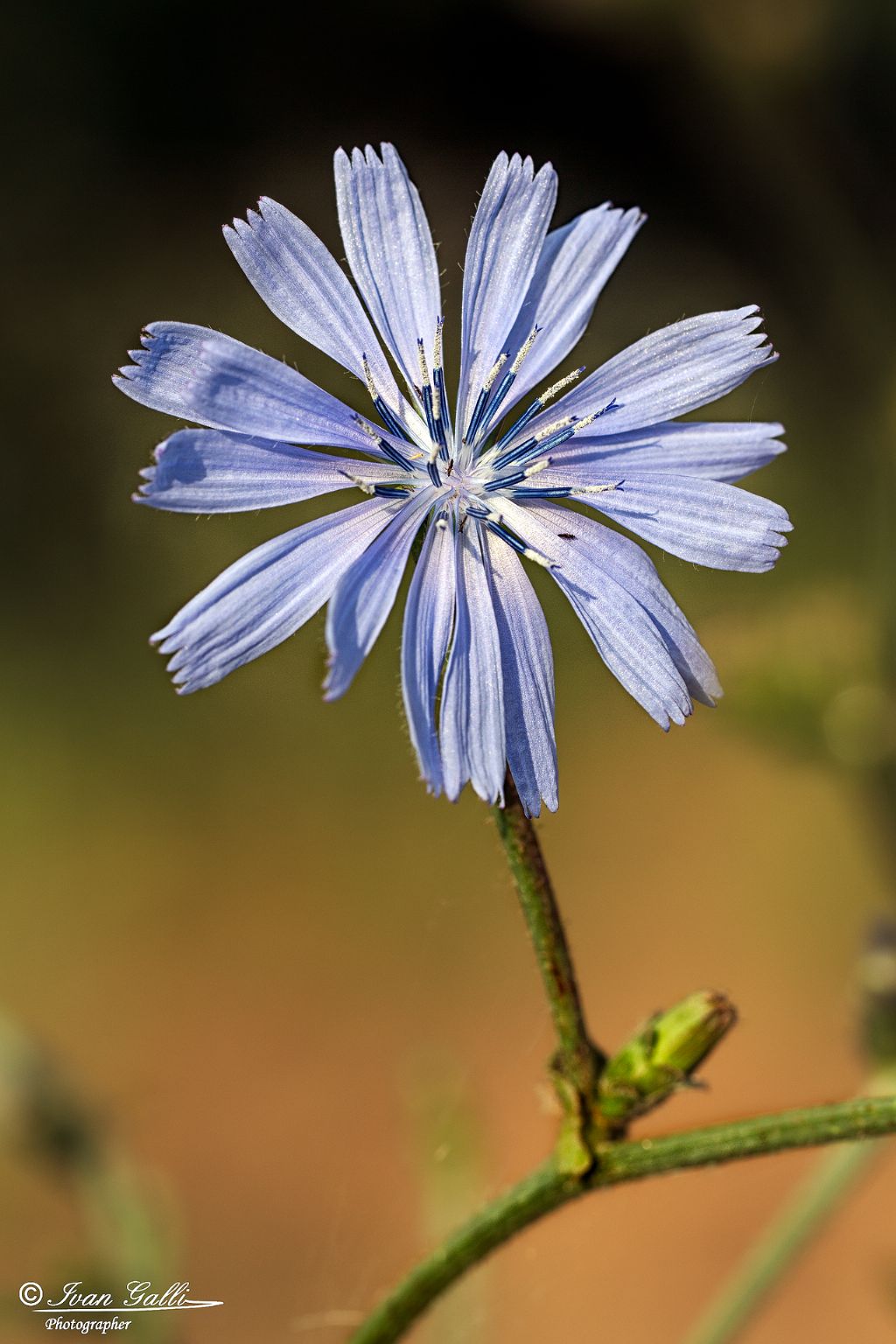 Cichorium sp.