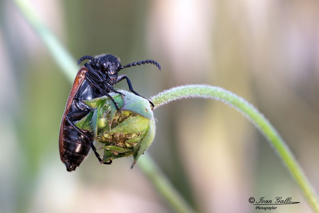 Tenebrionidae: Omophlus sp.,