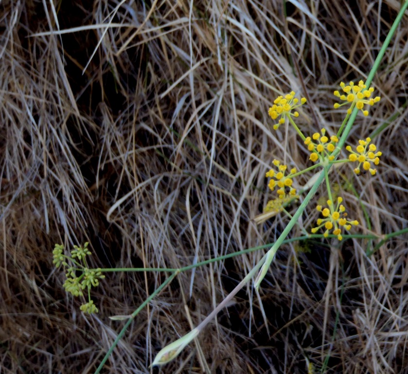 Foeniculum vulgare