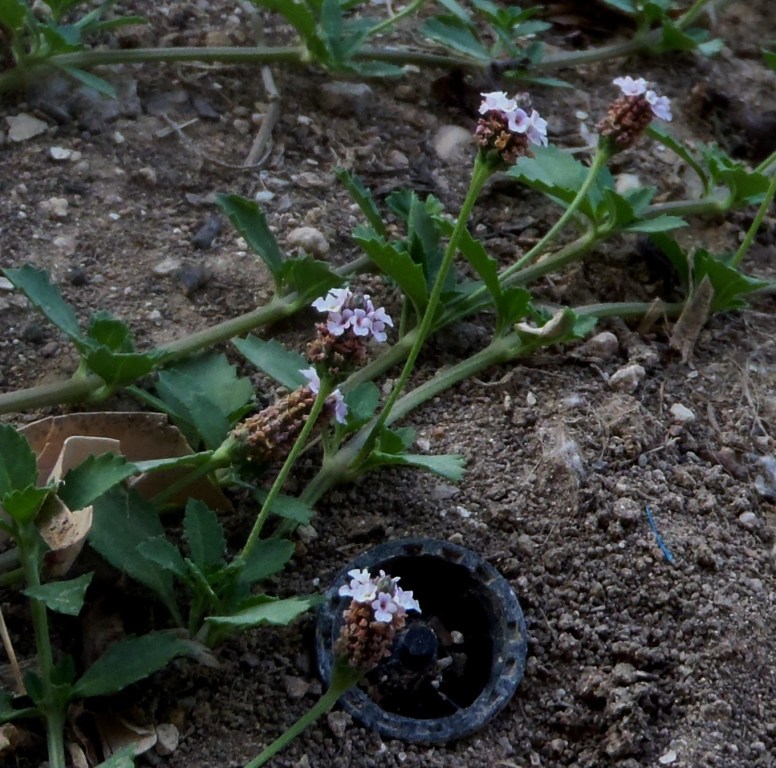 Phyla nodiflora  (Verbenaceae)