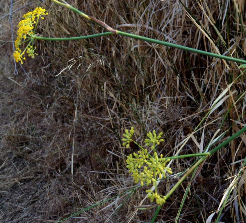 Foeniculum vulgare