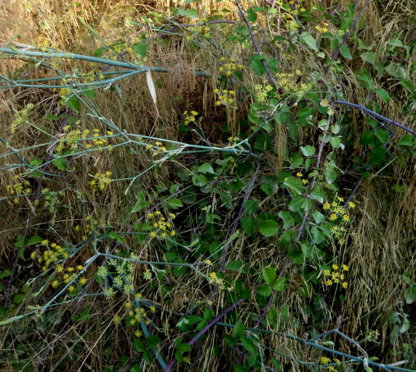 Foeniculum vulgare