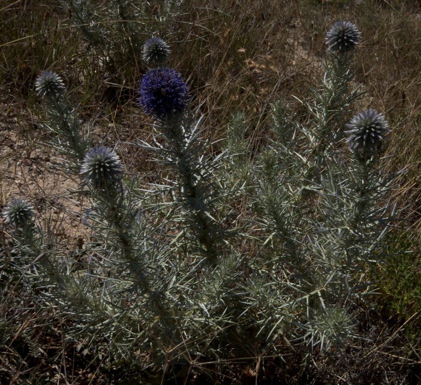 Echinops spinosissimus