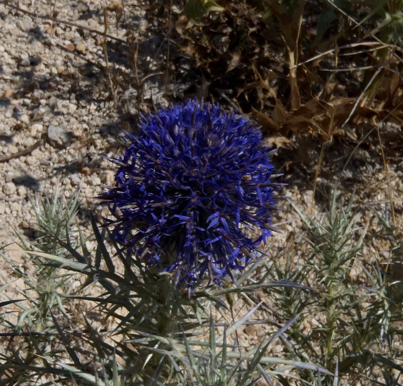 Echinops spinosissimus