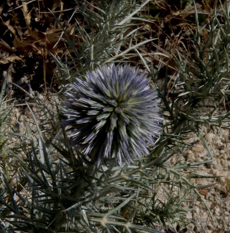 Echinops spinosissimus