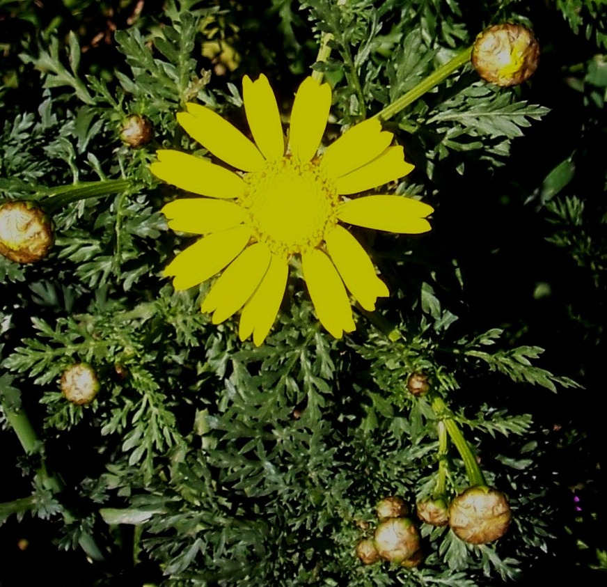 Glebionis coronaria