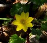 small yellow flower - Blackstonia perfoliata