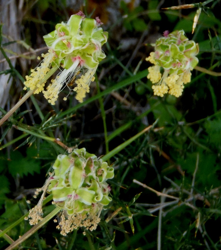 Sanguisorba minor