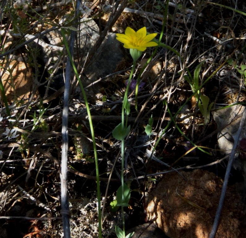 small yellow flower - Blackstonia perfoliata