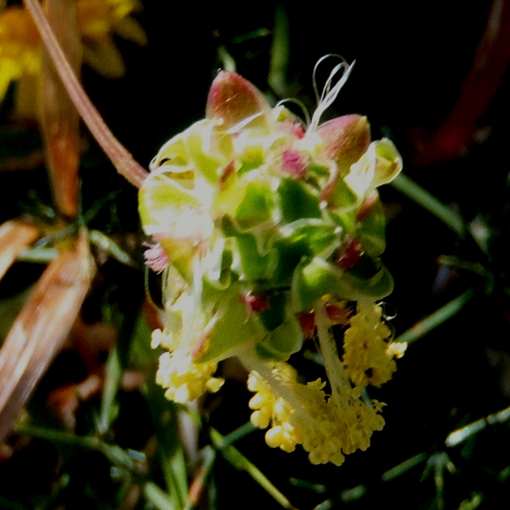 Sanguisorba minor