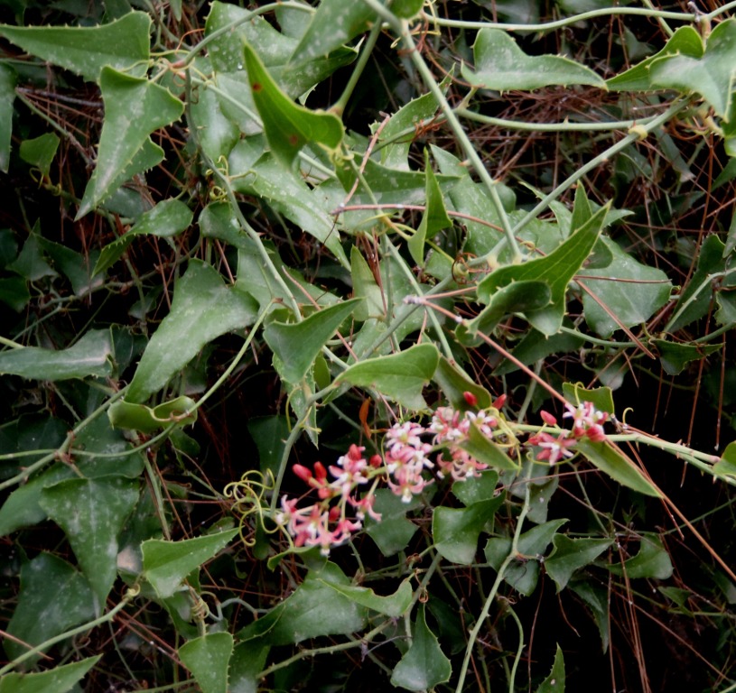 Smilax aspera