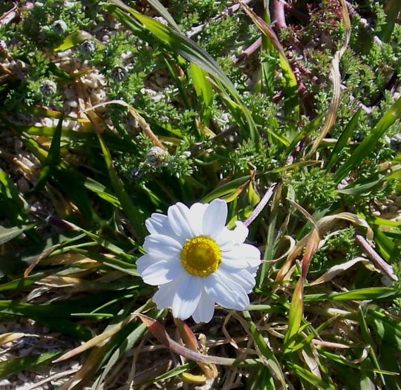 Anthemis sp.