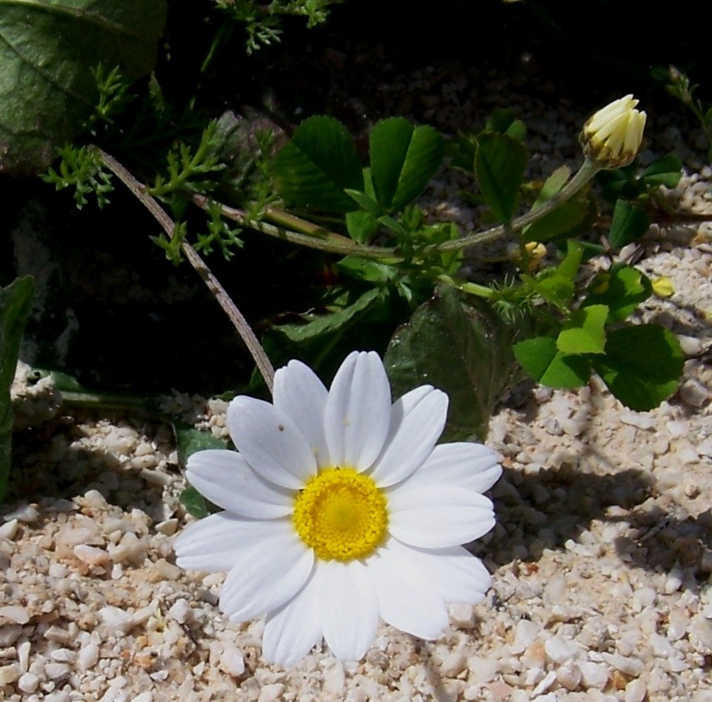 Anthemis sp.