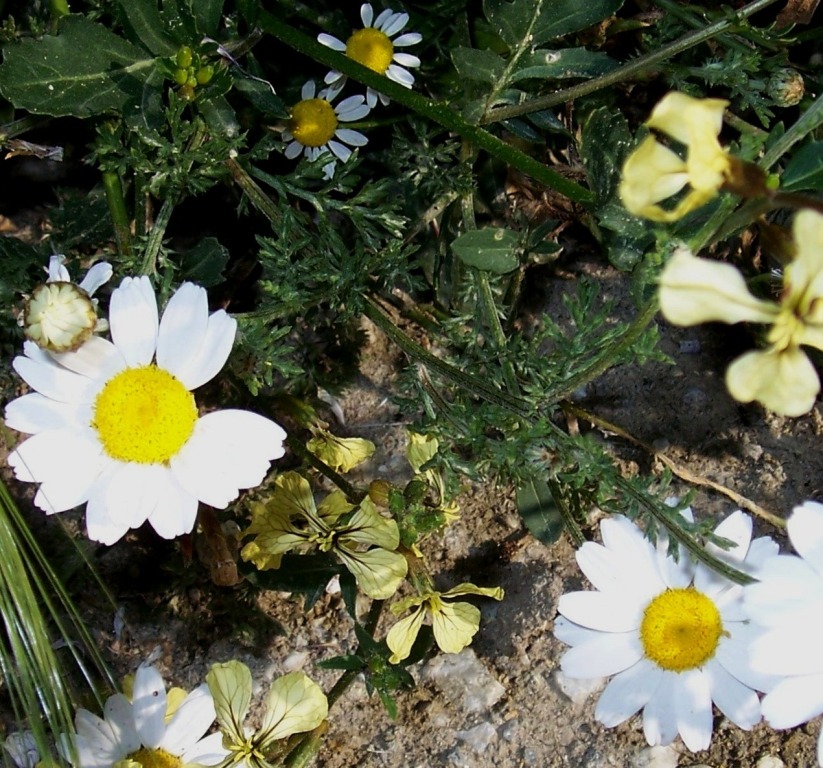 Anthemis sp.