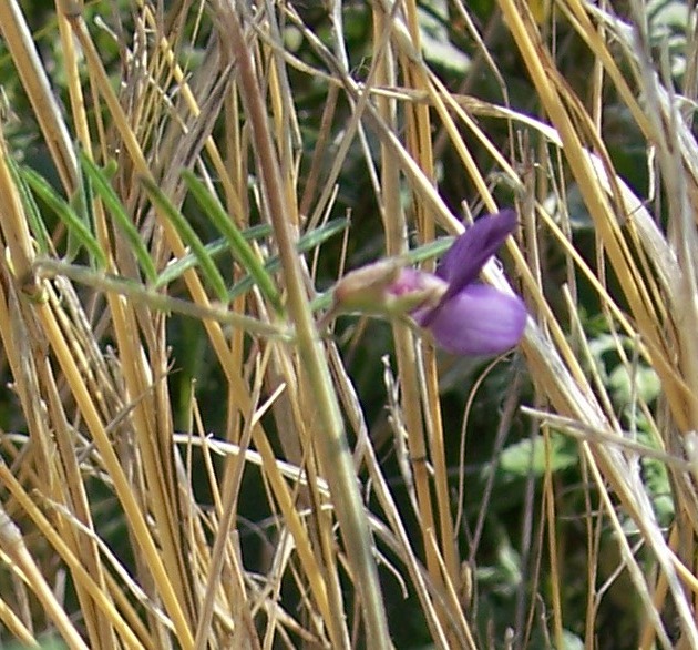 Vicia sativa?