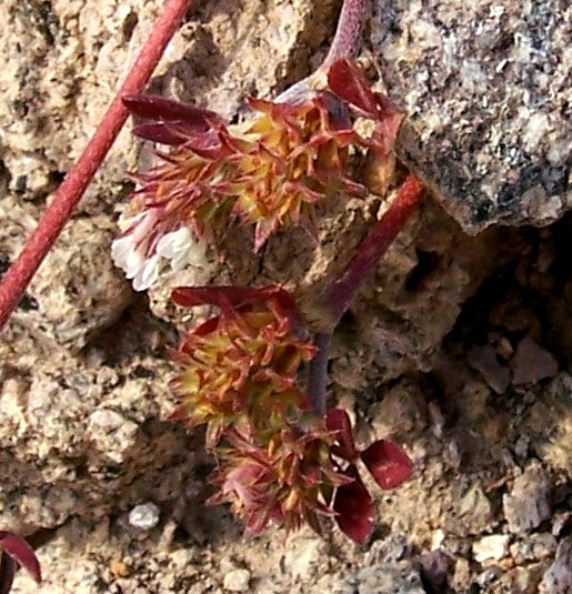 Trifolium scabrum