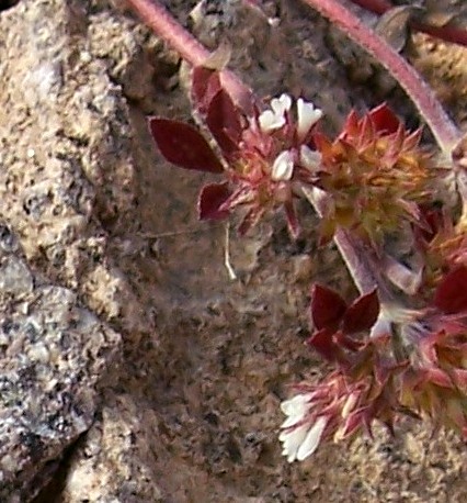 Trifolium scabrum